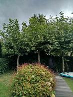 Platanen Leibomen - 3,5m Hoogte, Tuin en Terras, Planten | Bomen, Bloeit niet, Leiboom, 250 tot 400 cm, Ophalen
