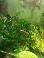 Rode garnalen, Kreeft, Krab of Garnaal