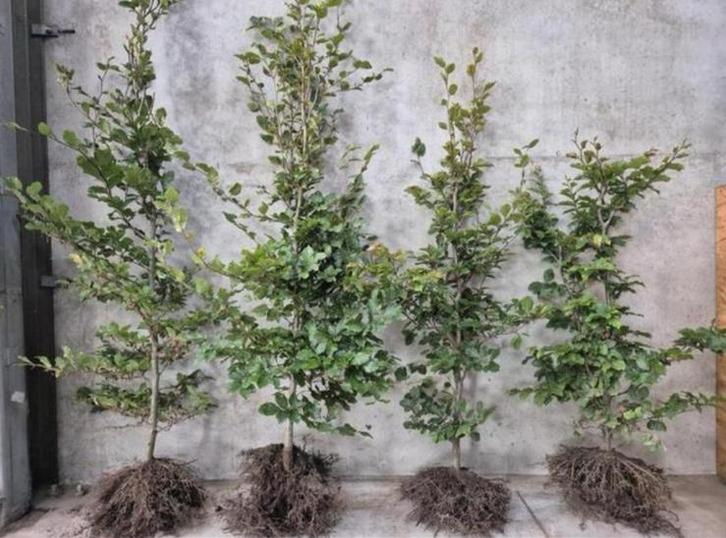 Groene beukenhaag met wortel, Tuin en Terras, Planten | Tuinplanten, Overige soorten, Volle zon, Bloeit niet, Ophalen of Verzenden