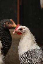 Overname kippen en andere dieren