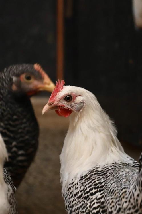 Overname kippen en andere dieren, Dieren en Toebehoren, Pluimvee, Overige soorten, Meerdere dieren