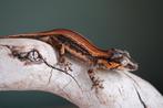 Redstripe baby gargoyle gekko, Dieren en Toebehoren, Hagedis, 0 tot 2 jaar