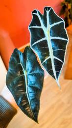 Alocasia Polly (Skeleton shield), Huis en Inrichting, Kamerplanten, Ophalen of Verzenden, Halfschaduw, Minder dan 100 cm