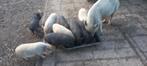 Te koop mooie hangbuikzwijnbiggetjes., Dieren en Toebehoren, Schapen, Geiten en Varkens, Meerdere dieren, Varken