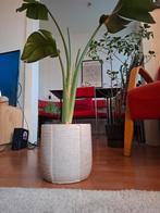 Kamerplant, Ophalen, Halfschaduw, Minder dan 100 cm