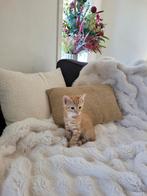 Kater kitten te koop, Dieren en Toebehoren, Katten en Kittens | Overige Katten, Kater