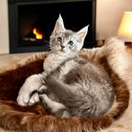 Maine Coon katertje, Meerdere dieren, Gechipt, 0 tot 2 jaar