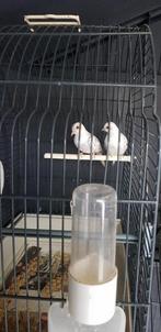 Diverse bonte diamant duif koppels en losse vogels in div kl, Dieren en Toebehoren, Vogels | Overige Vogels, Meerdere dieren