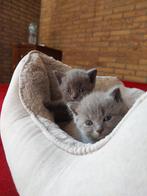 schoonheid&intelligentie-Russisch&Engels–de perfect katten, Dieren en Toebehoren, Katten en Kittens | Raskatten | Korthaar