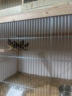 Putter x kanarie, Dieren en Toebehoren, Vogels | Overige Vogels, Mannelijk, Wildzangvogel