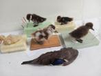 Opgezette eendjes verschillende soorten, Verzamelen, Dierenverzamelingen, Opgezet dier, Vogel, Ophalen of Verzenden