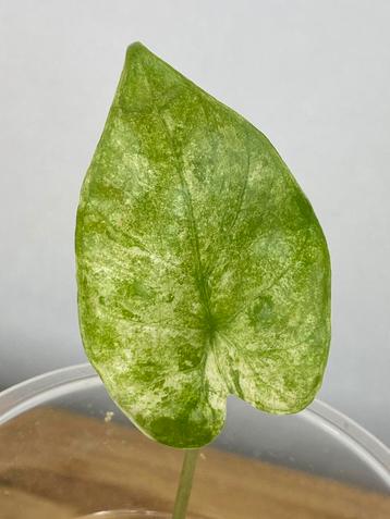 Alocasia Macrorrhiza Splash Variegata #2 beschikbaar voor biedingen
