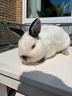 2 konijntjes zoeken een nieuw huisje, Dieren en Toebehoren, Konijnen, Meerdere dieren