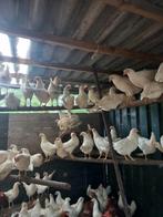 Jonge leghennen, Dieren en Toebehoren, Pluimvee, Vrouwelijk, Kip
