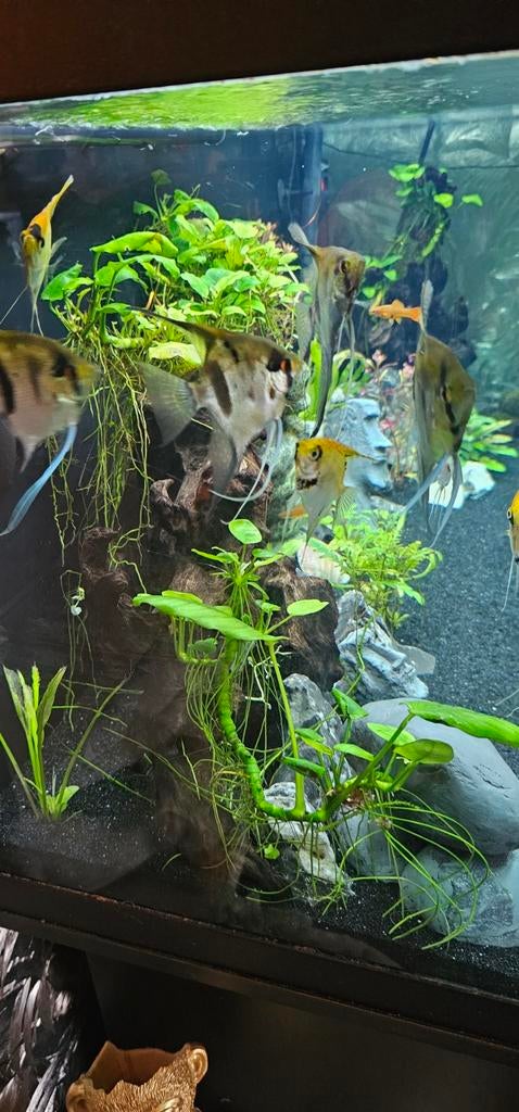 4 mooie maanvissen 15 maanden oud inclusief een koppel, Dieren en Toebehoren, Vissen | Aquariumvissen, Zoetwatervis