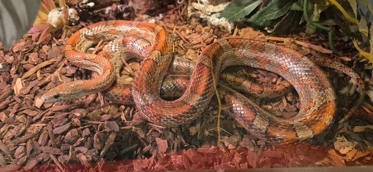 Rode Rattenslang