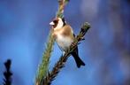 Bloemputters wildkleur, Meerdere dieren, Wildzangvogel