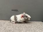 Us teddy, Zilveragouti sable magpie zeugje, Dieren en Toebehoren, September, Vrouwelijk, Cavia