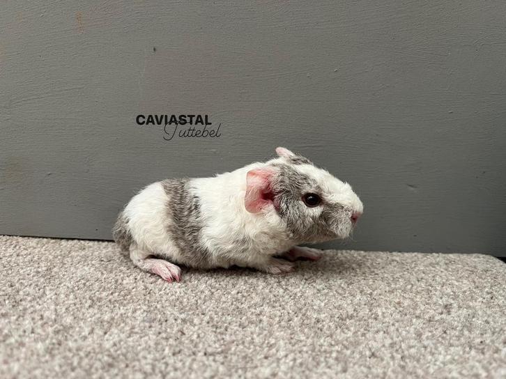 Us teddy, Zilveragouti sable magpie zeugje, Dieren en Toebehoren, Knaagdieren, Vrouwelijk, Cavia, September