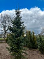 Kerstboom picea omorika, Tuin en Terras, Planten | Bomen, Bloeit niet, Overige soorten, Minder dan 100 cm, Ophalen