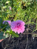Verse dahlia lavender knollen, Ophalen of Verzenden, Volle zon, Knol