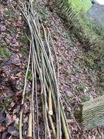 Wilgen takken gratis af te halen, Tuin en Terras, Ophalen of Verzenden, Overige soorten, Volle zon