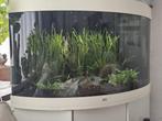 Te koop juwel trigon 190 aquarium, Dieren en Toebehoren, Vissen | Aquaria en Toebehoren, Ophalen, Gebruikt, Leeg aquarium