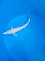 Spierwitte albino steur, Dieren en Toebehoren, Vissen | Vijvervissen, Steur