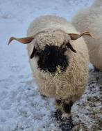 Te koop trio mooie Walliser Schwarznase ooien, Vrouwelijk, Schaap