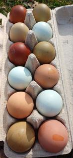 Schitterende broedeieren beschikbaar, Dieren en Toebehoren, Pluimvee, Geslacht onbekend, Kip