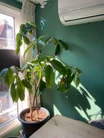 Geldboom Pachira Aquatica inclusief pot, Vaste plant, Bloeit niet, Halfschaduw, Ophalen