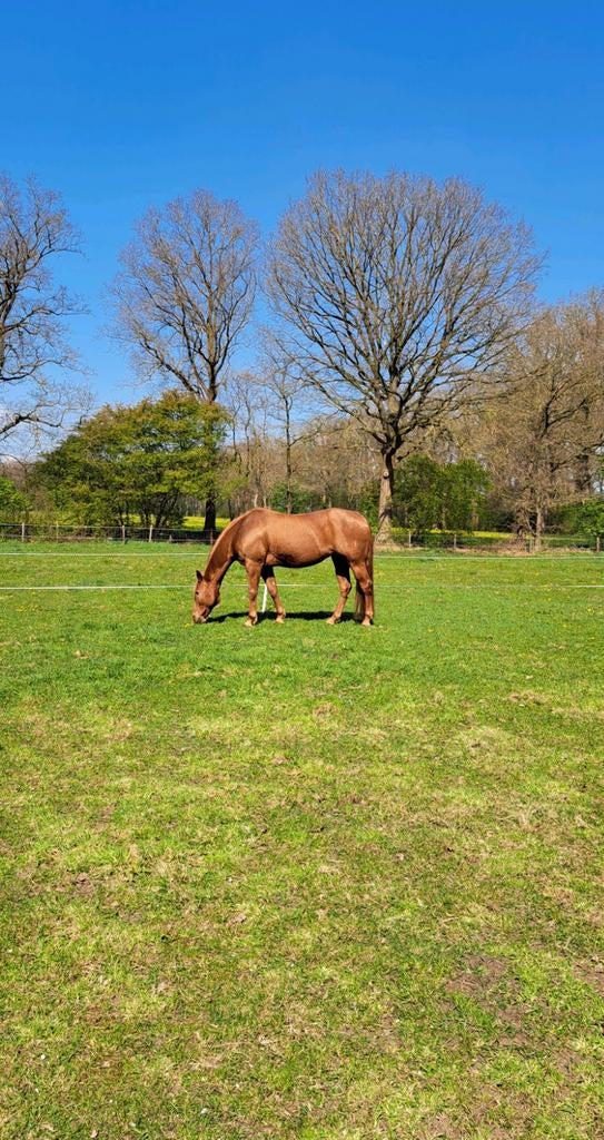 Weideplekje beschikbaar, Dieren en Toebehoren, Stalling en Weidegang