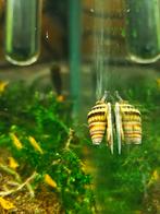 Helena slak / slak etende slak / Aquarium slak / Torenslak, Slak of Weekdier, Zoetwatervis