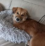 Prachtige Girly ter adoptie, Dieren en Toebehoren, Particulier, 15 weken tot 1 jaar, CDV (hondenziekte), Buitenland