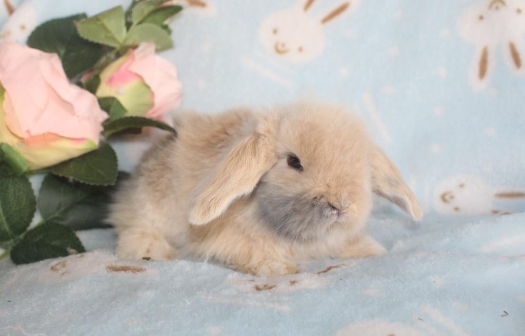 Teddywidder dwergnangoor baby konijntje, Dieren en Toebehoren, Konijnen, Mannelijk, Dwerg, Hangoor