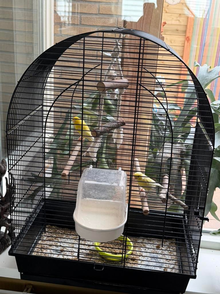 2 kanaries inclusief kooi te koop, Ophalen, Nieuw, Metaal, Vogelkooi