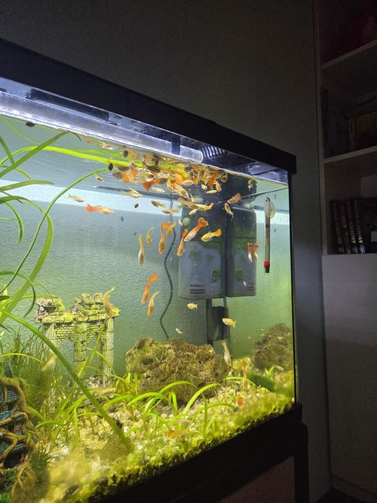 guppen, Dieren en Toebehoren, Vis, Zoetwatervis