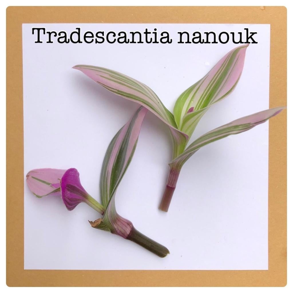 6. tradescantia nanouk stekje €1,50, Huis en Inrichting, Ophalen of Verzenden, Halfschaduw, Minder dan 100 cm