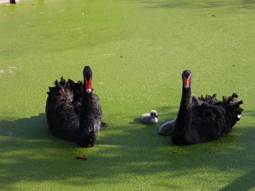 Zwarte zwanen | Koppels te koop | Losse dieren te koop, Meerdere dieren, Gans of Zwaan