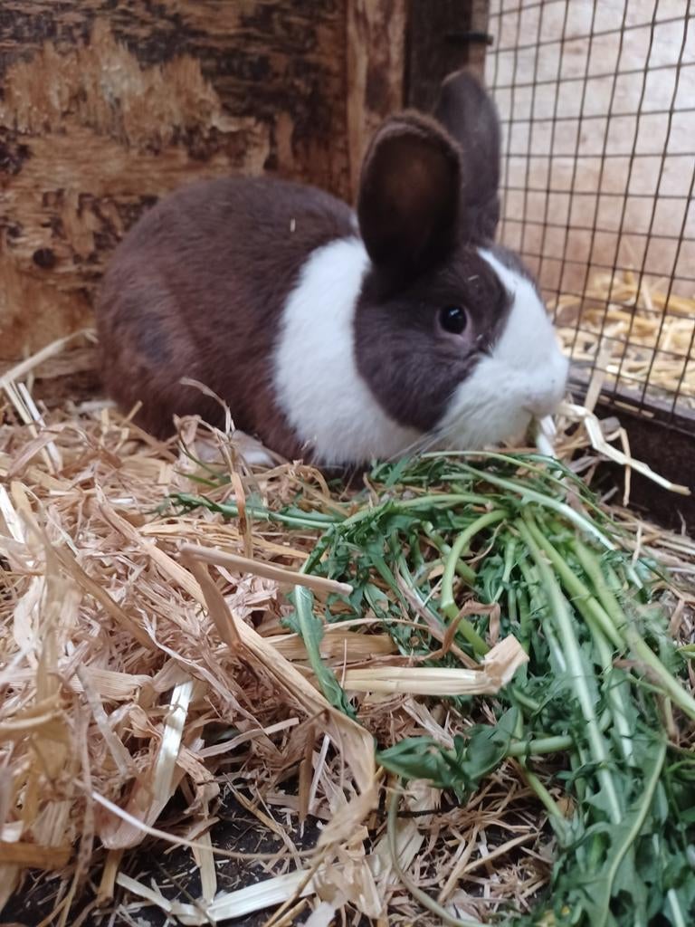 Hollander rammen raszuiver, Mannelijk, Groot