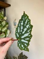 Begonia bohemian forest, stek, Huis en Inrichting, Kamerplanten, Ophalen of Verzenden, Halfschaduw, Minder dan 100 cm