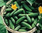 Komkommer Moringa F1, Ophalen of Verzenden, Voorjaar, Volle zon, Zaad