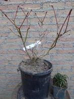 Bonsai: Acer palm. "Aconitifolium", Tuin en Terras, Planten | Bomen, Ophalen, Bloeit niet, Halfschaduw, Overige soorten
