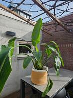 Strelitzia - Paradijsvogelbloem, Tuin en Terras, Planten | Tuinplanten, Volle zon, Vaste plant, Bloeit niet, Ophalen