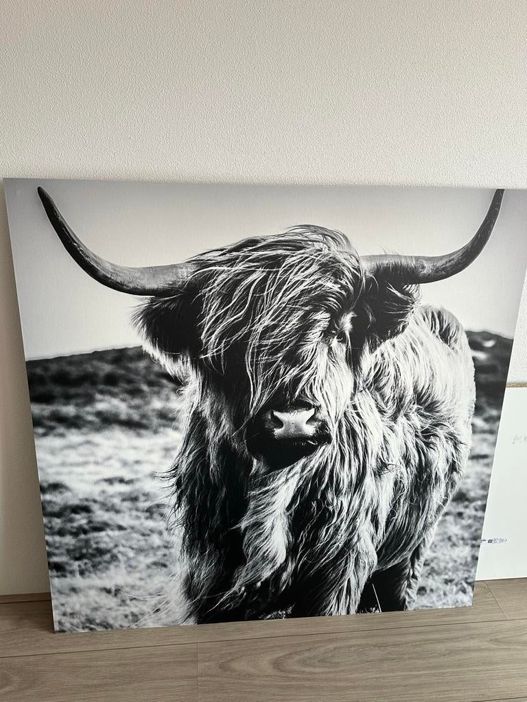 Poster op dunne MDF plaat - Schotse Hooglander, Ophalen, 50 tot 75 cm, Zo goed als nieuw, 75 tot 100 cm