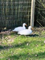 Span witte kwakers, Meerdere dieren