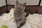 Britse korthaar kittens katertjes, Kater, Ontwormd, 0 tot 2 jaar