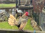 Krielhaantje Sebright, Dieren en Toebehoren, Pluimvee, Mannelijk, Kip