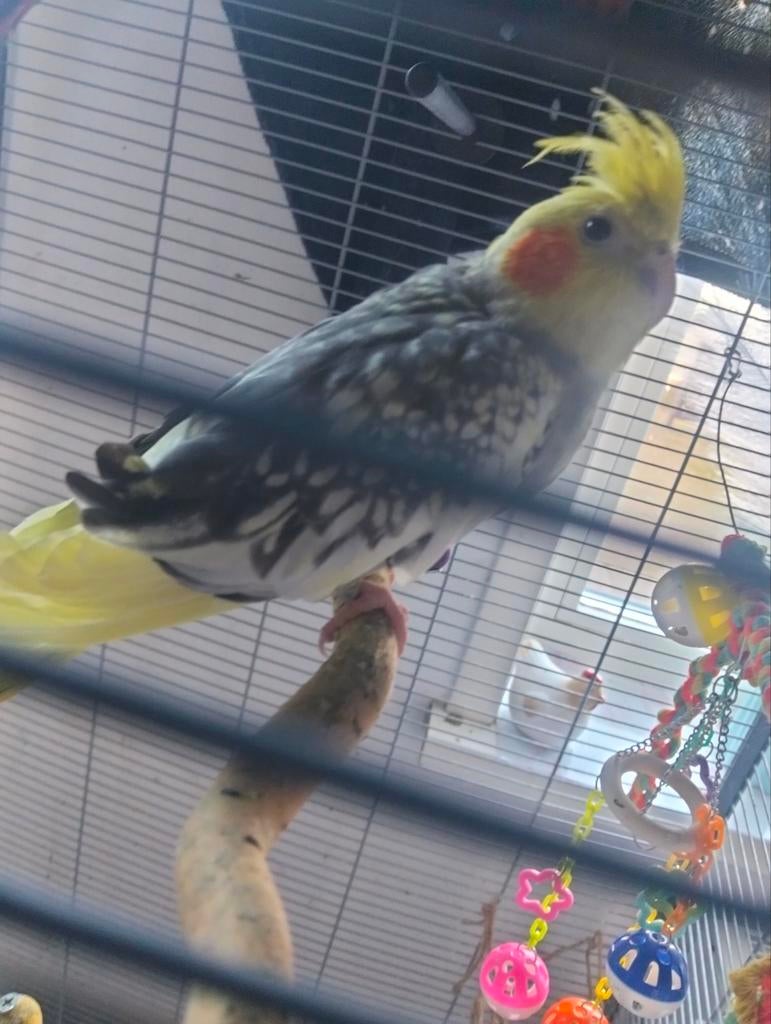 gratis 2 valkparkieten op te halen., Dieren en Toebehoren, Vogels | Parkieten en Papegaaien