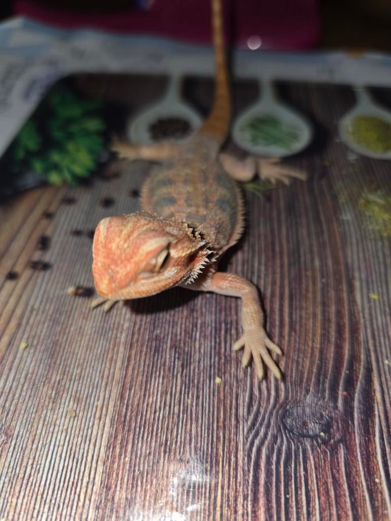 Jonge baardagamen, Dieren en Toebehoren, Hagedis, 0 tot 2 jaar